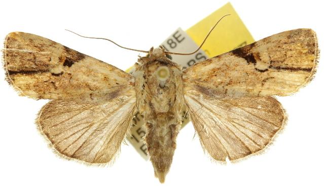 Thriponea nigrostrigata