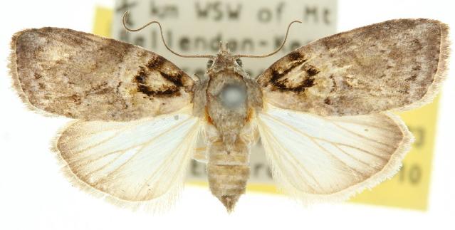 Garella scoparioides