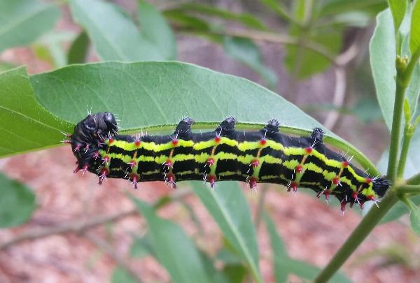 Opodiphthera astrophela