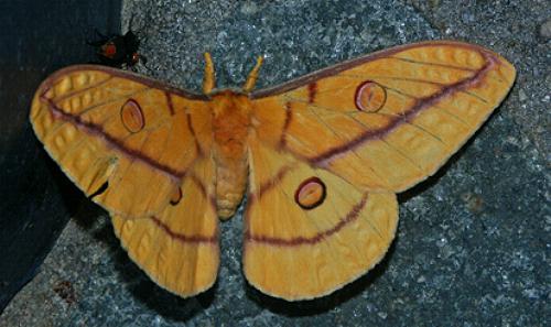 Opodiphthera fervida