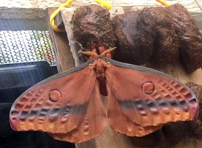 Opodiphthera loranthi