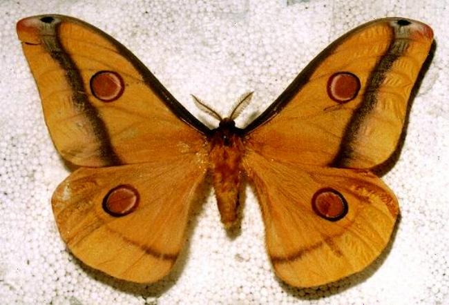 Opodiphthera loranthi