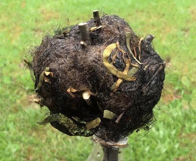 Opodiphthera loranthi