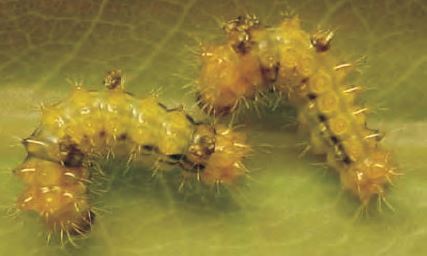 Syntherata pseudescarlata