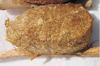 Syntherata pseudescarlata