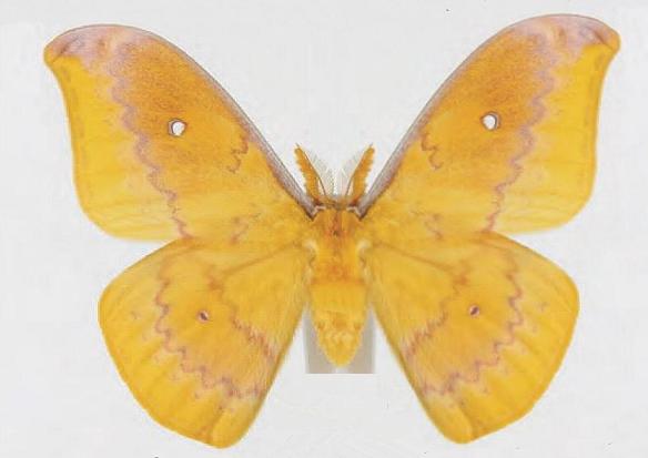 Syntherata pseudescarlata