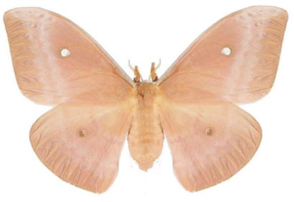 Syntherata pseudescarlata