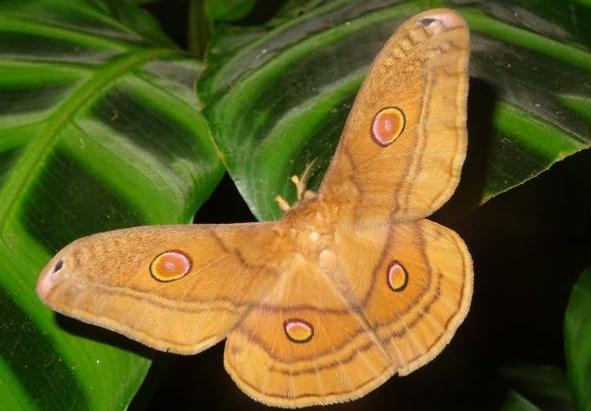 Neodiphthera rhythmica