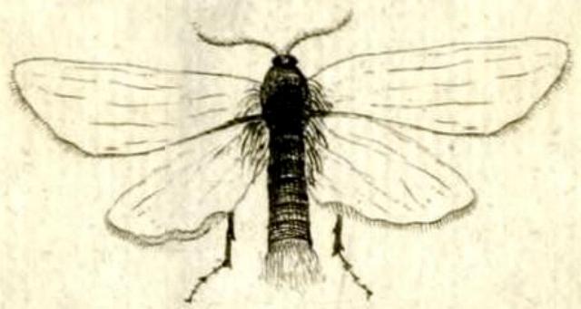 Scirpophaga praelata