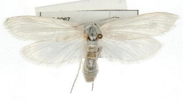 Scirpophaga praelata