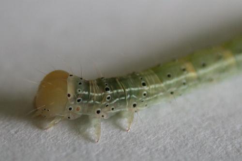 Anomis involuta