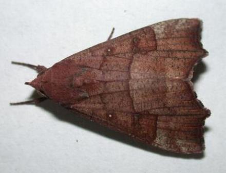 Anomis involuta