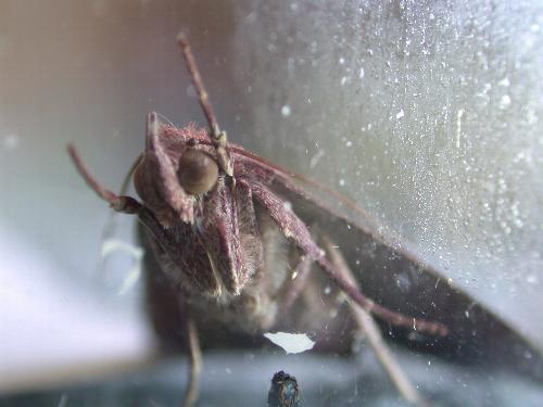Anomis involuta