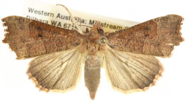 Anomis involuta