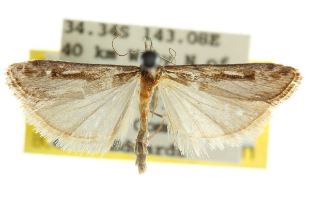 Scoparia anthracomochla