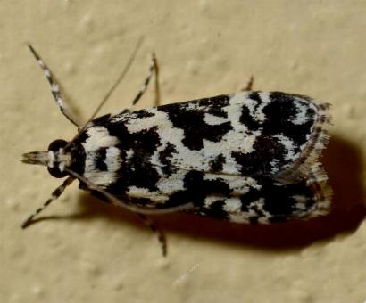 Eudonia aphrodes