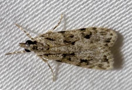 Scoparia chiasta