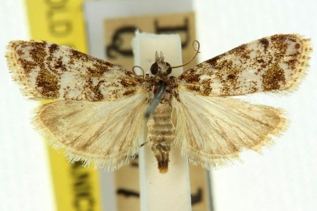 Scoparia chiasta