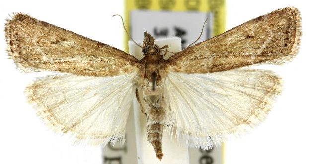 Eudonia cleodoralis