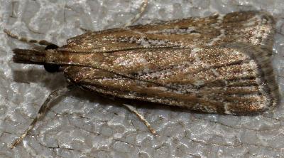 Eudonia cleodoralis