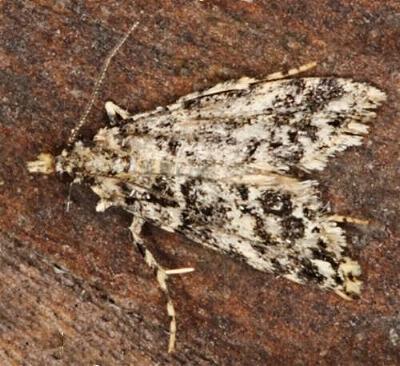 Scoparia crocospila