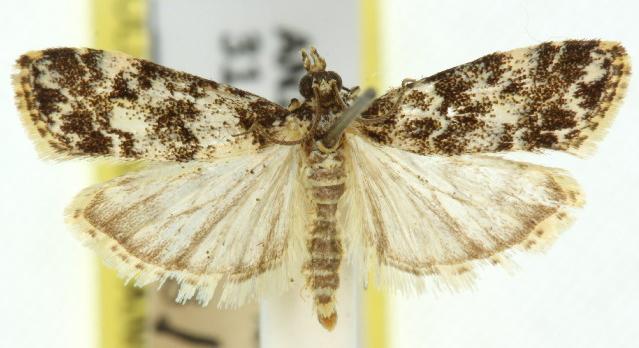 Scoparia crocospila