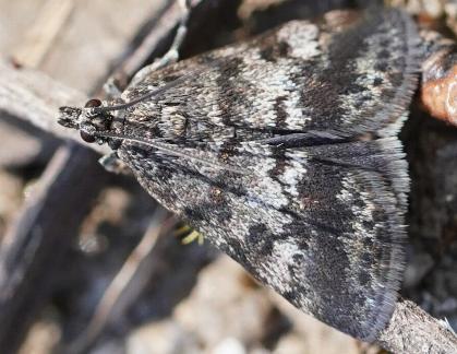 Notocrambus cuprealis