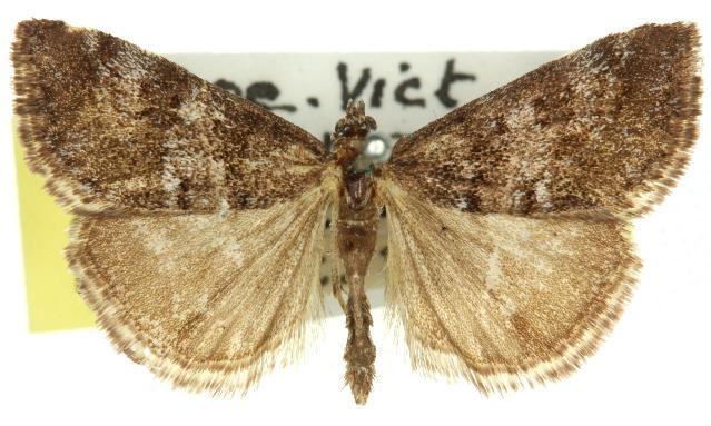 Notocrambus cuprealis