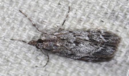 Scoparia emmetropis