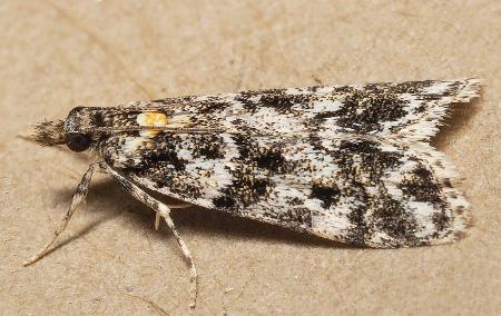 Eudonia epicryma