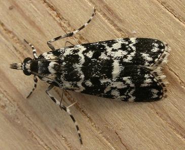 Scoparia exhibitalis
