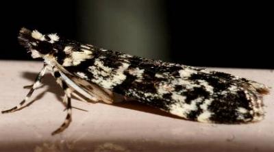 Scoparia exhibitalis
