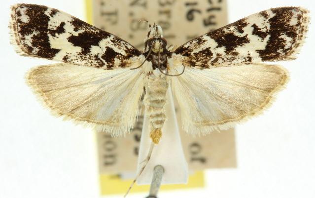 Scoparia exhibitalis
