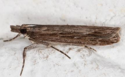 Scoparia meyrickii