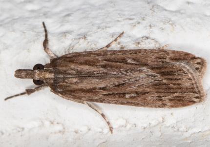 Scoparia meyrickii