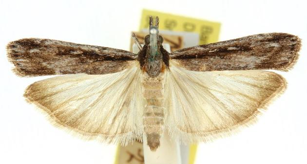 Scoparia meyrickii