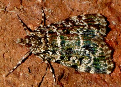 Scoparia objurgalis