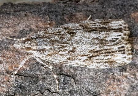 Scoparia ochrophara