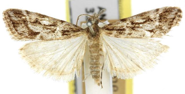 Scoparia oxygona
