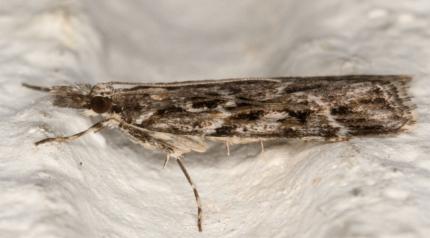 Scoparia oxygona