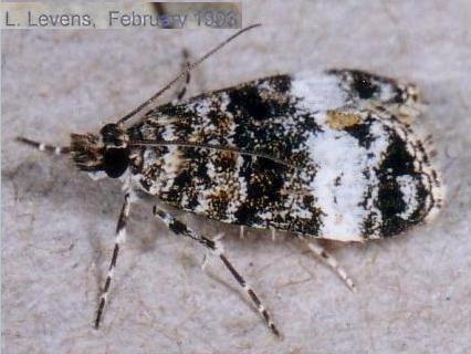 Eudonia protorthra