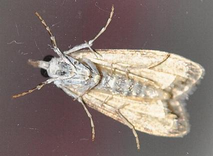 Eudonia protorthra