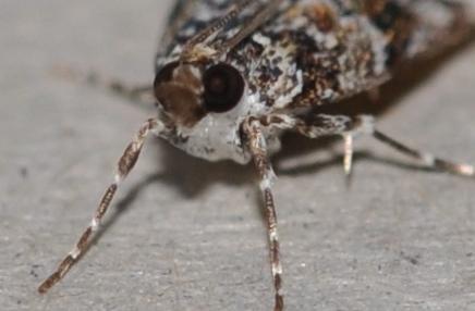 Eudonia protorthra