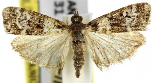 Eudonia protorthra
