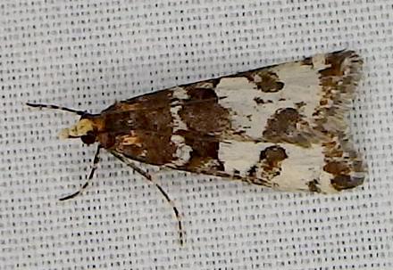 Phanomorpha schizodesma