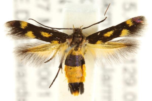 Eretmocera chrysias