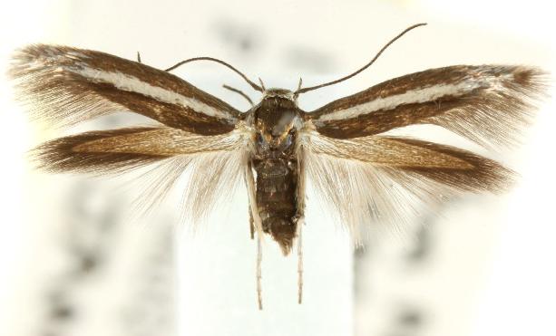 Scythris diatoma