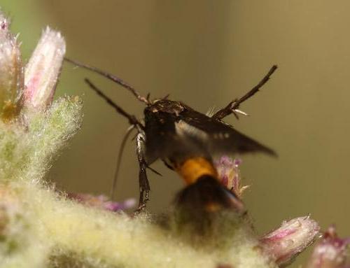 Eretmocera dioctis