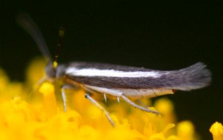 Scythris pleonectis