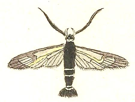 Synanthedon tipuliformis